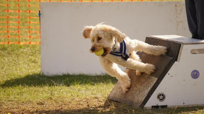 A flyball kutyás sport