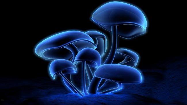 The medicinal mushrooms and their effects