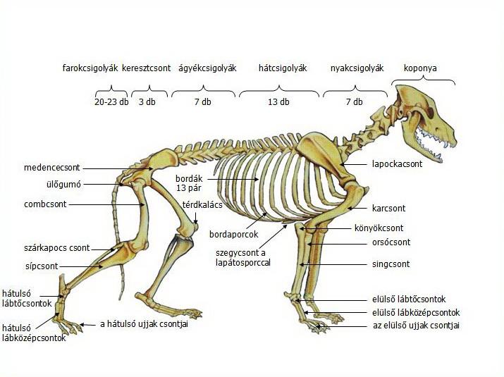 A kutya csontozata
