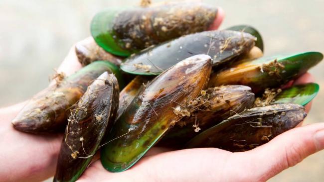 The effects of green mussel extract in dogs