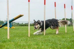 Egy lendületes kutya agility pályán halad át az akadályok között, figyelmesen követve gazdája utasításait.