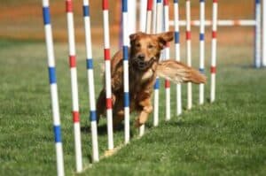 Az agility kialakulása