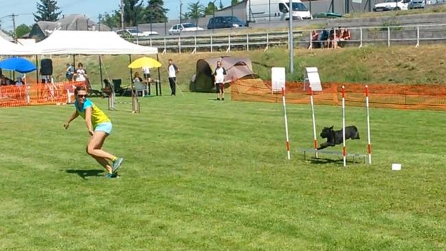Egy sportos kutya épp átugrik egy akadályt az agility pályán, teljes koncentrációval és örömmel a mozgásban.