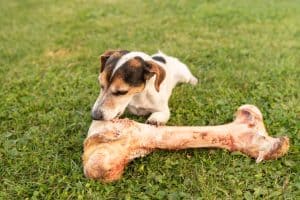 Egy kistestű kutya hatalmas csontot rágcsál a BARF étrend részeként, lelkesen küzdve a zsákmányával.