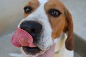 Egy kutya elégedetten nyalogatja a száját BARF étrend elfogyasztása után, élvezve a friss, természetes táplálékot.