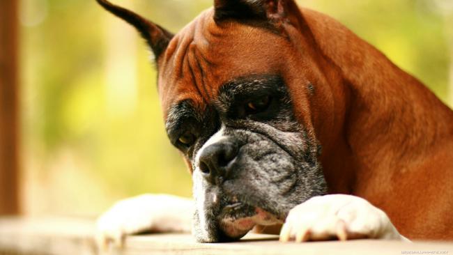 Osteosarcoma (bone cancer) in dogs