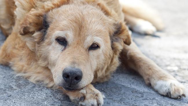 100% természetes táplálékkiegészítők csípődiszpláziás kutyáknak
