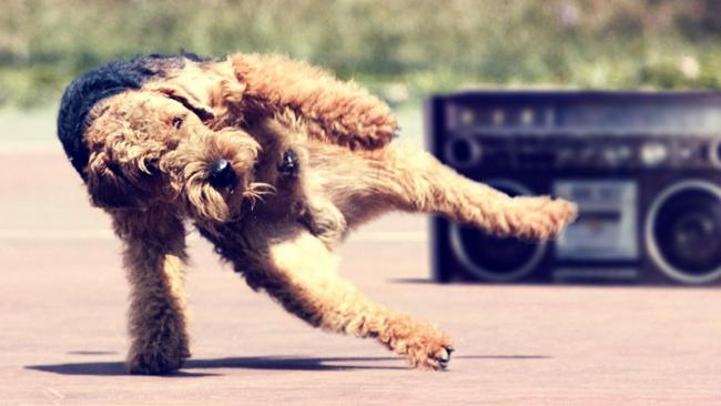 Dog Dancing - kutyatánc