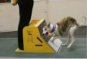 A flyball kutyás sport