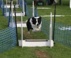 A flyball kutyás sport