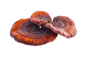 Ganoderma gyógygomba, amely hozzájárul a kutyák immunrendszerének erősítéséhez és általános egészségéhez