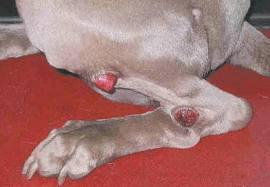 kutya mastocitoma