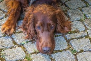 Könyökdiszpláziás kutya sántít a mellső lábára séta közben