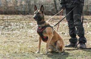 A mantrailing képezett kutya és gazdája együtt dolgozik, hogy szag alapján megtaláljanak egy eltűnt személyt.