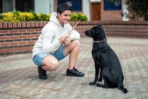 A kutyatrükkök tanítása fejleszti a kutya figyelmét, engedelmességét és közös élményt nyújt a gazdival.