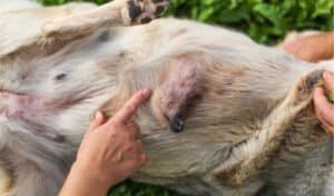 Dog mammary tumour