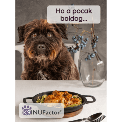 Egészséges, aktív kutya a természetben – K9 INUFactor® immunerősítő használata után