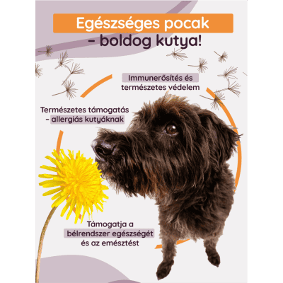 K9 INUFactor® előnyei – immunrendszer támogatása, regeneráció, vitalitás kutyáknak