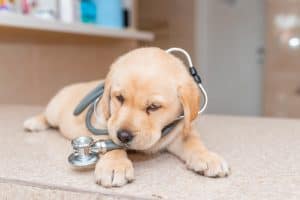 kisállat biztosítás