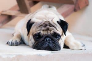 A kutyák emlődaganata gyakran idősebb szukáknál alakul ki, korai felismeréssel azonban jól kezelhető lehet.