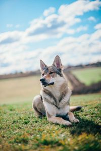 kutya daganat tünetei - figyelő kutya a mezőn, egészséges állapot bemutatása