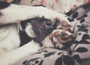 A bűzmirigy a kutyák végbéltáján található, szerepe van a szagokkal történő kommunikációban és jelölésben.