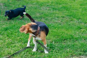 Kutya farokcsóválás