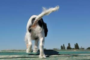 A kutyák farokcsóválása hangulatot, szándékot és feszültséget is kifejezhet – nem mindig a boldogság jele.