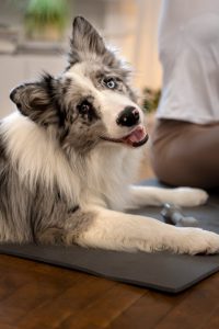 Border collie kutya, aki dp szűrés miatt pihen a gazdája mellett