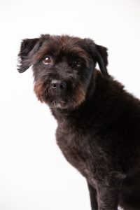 Barna szemű fekete kutya ül nyugodtan, a diszpláziás kutya etetése és gondos táplálása segíti mozgékonyságát és jó közérzetét.