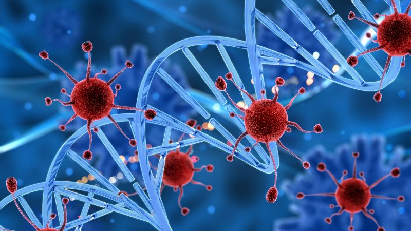 Kutya immunmoduláló terápián az immunrendszer támogatására és a betegségek leküzdésére