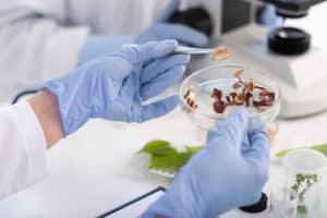 Gyógygomba kivonat készül egy laboríatóriumban egy biotechnológiai nagyvállalatnál, az Aloha Medicinals Inc. -nél.