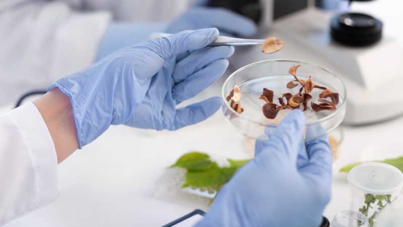 Gyógygomba kivonat készül egy laboríatóriumban egy biotechnológiai nagyvállalatnál, az Aloha Medicinals Inc. -nél.