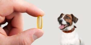 A halolaj évek óta az egyik legismertebb étrend-kiegészítő kutyáknak - nem véletlenül. Természetes forrása az omega-3 zsírsavaknak