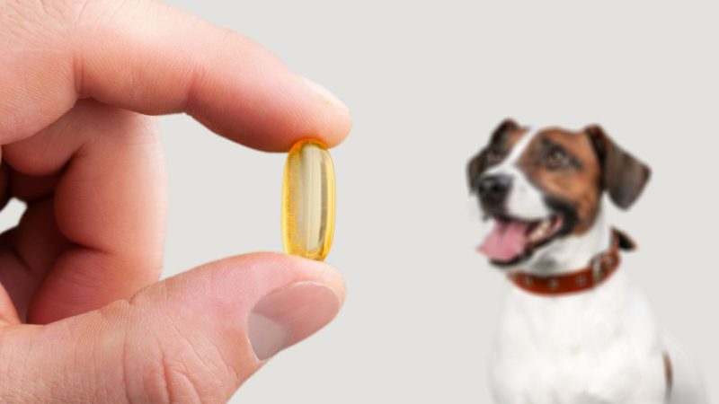 A halolaj évek óta az egyik legismertebb étrend-kiegészítő kutyáknak - nem véletlenül. Természetes forrása az omega-3 zsírsavaknak