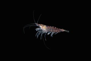 A krillolaj az antarktiszi krill rák testáből származik, és rendkívül gazdag omega 3 forrás.