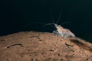 Krillolaj kutyáknak - az antarktiszi krillolaj a krill rákból nyerik ki.