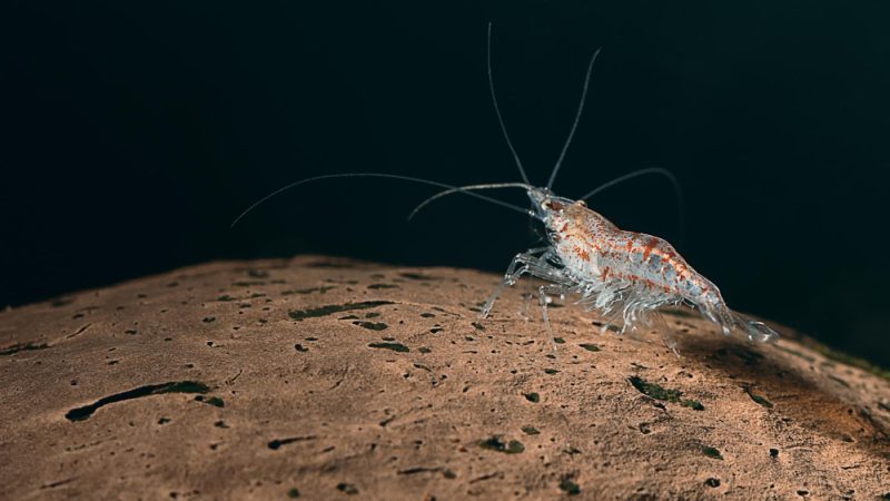 Krillolaj kutyáknak - az antarktiszi krillolaj a krill rákból nyerik ki.
