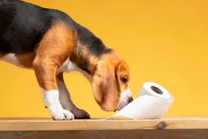 Beagle kutya toalettpapírral az asztalon – kutya hasmenés jelei