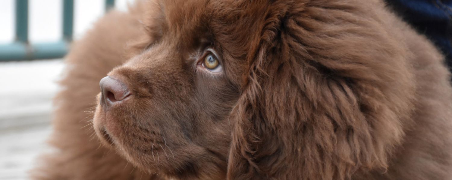 Egészséges szőrű kutya – allergia és bőrproblémák megelőzése kutyáknál