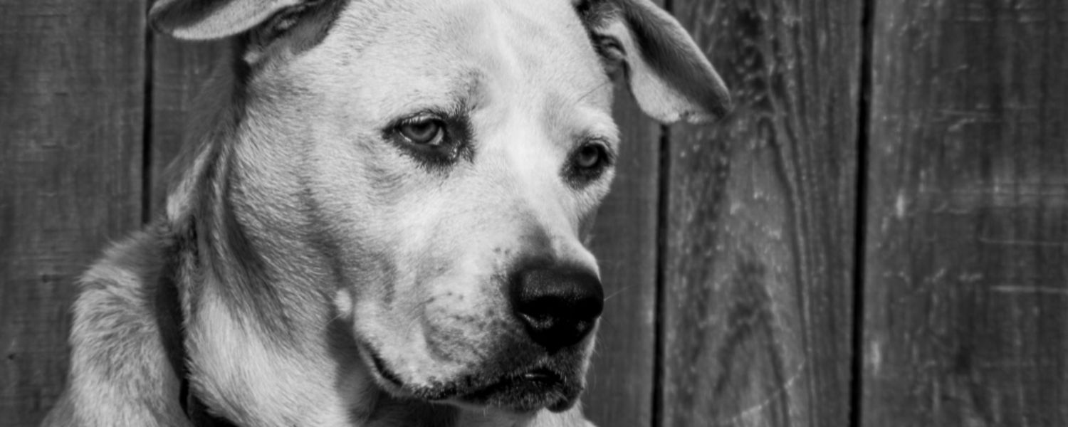 Egy idős kutya komolyan néz a kamerába – a daganatos betegségek kutyáknál témakörének érzékeny pillanatát ábrázolva.