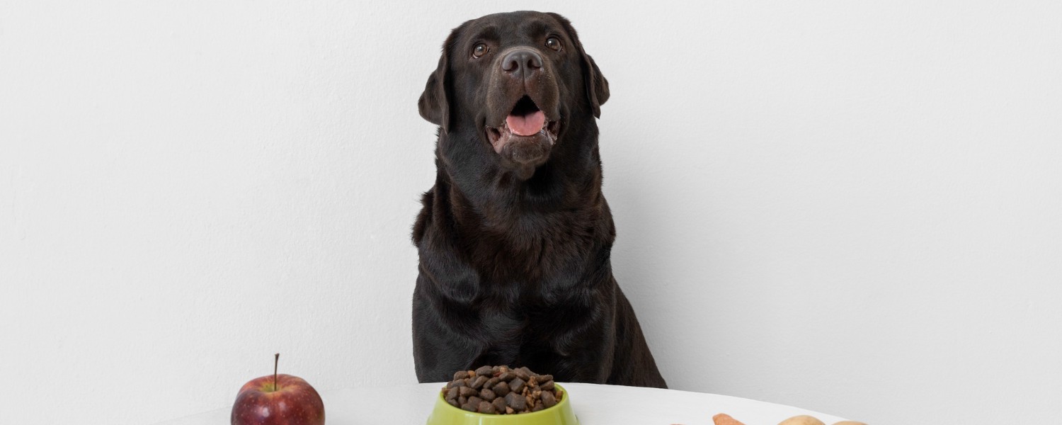 Egy fekete labrador kutya ül az asztalnál a tálja mellett, egészséges zöldségekkel – a diéta kutyáknak egyik szemléletes példája.