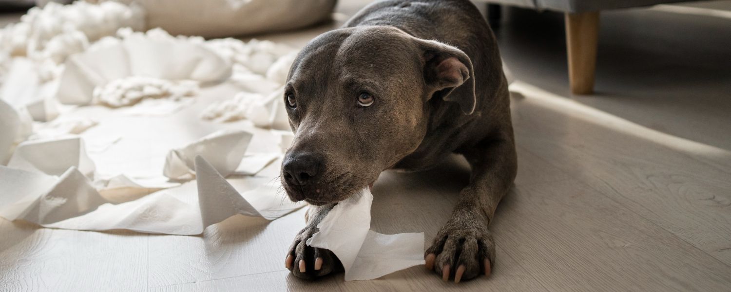 Egy kutya a nappaliban széttépett papírokkal játszik – az együttélés kutyánkkal vidám és kihívásokkal teli pillanatait bemutatva.