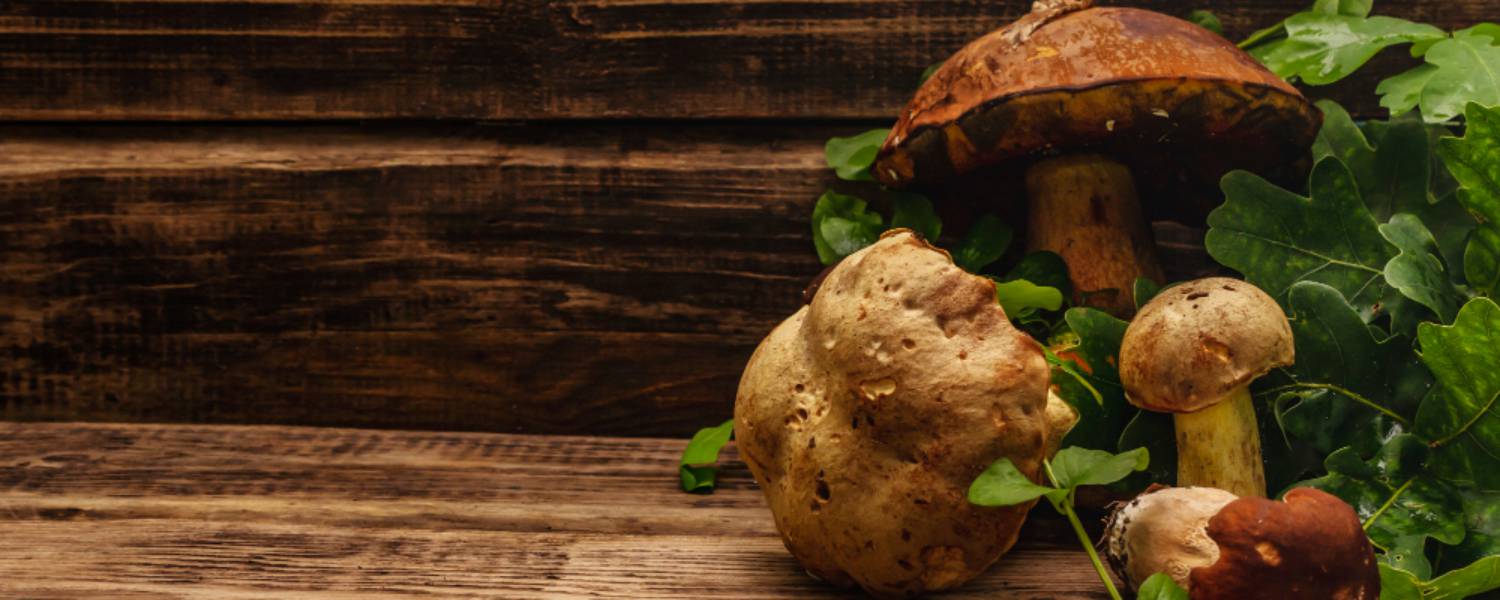 Gyógygombák kutyáknak - természetes immunerősítők és egészségtámogatás