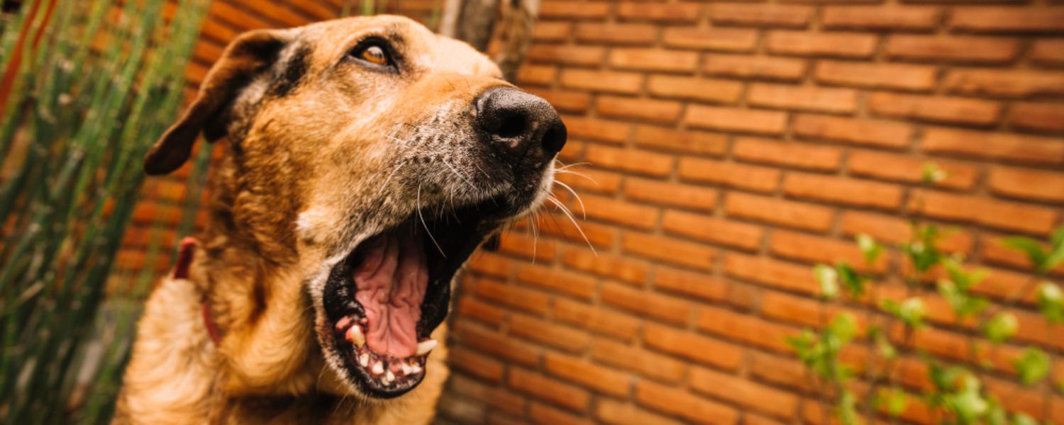 Idegrendszeri betegségek kutyáknál – figyelmeztető jelek és tünetek