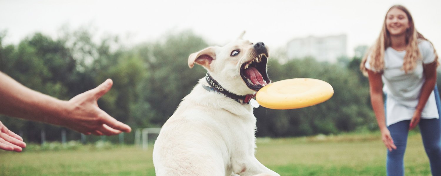 Egy kutya elkapja a frizbit a parkban, miközben a gazdájával játszik – a kutyasportok és mozgás örömteli pillanata.
