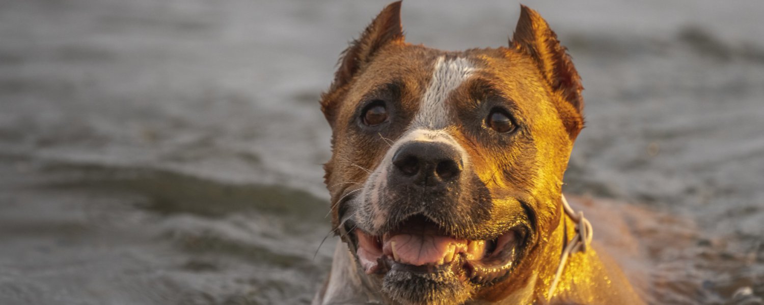 Veszélyek és paraziták - Egy kutya úszik a vízben naplementekor.