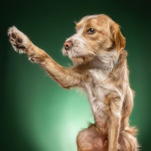 Ízületi betegségek kutyáknál nagyon fontos hogy pontosan ismerjük ezeket