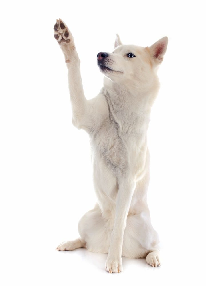 Ízületi betegségek kutyáknál