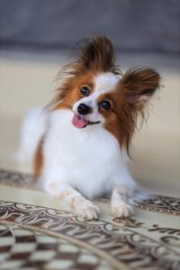 Arany-fehér, hosszú fülű papillon kutya fekve, oldalra döntött fejjel néz a kamerába, vidám, nyelvét kint tartva. A kutya éber és barátságos, díszes mintájú padlón fekszik. Téma: ízületi betegségek kutyáknál.